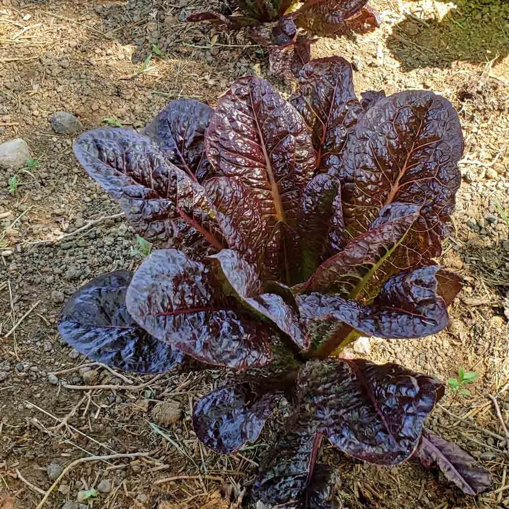 1000+ RED ROMAINE LETTUCE SEEDS – HEIRLOOM – ORGANIC – NON GMO ———- FRESH