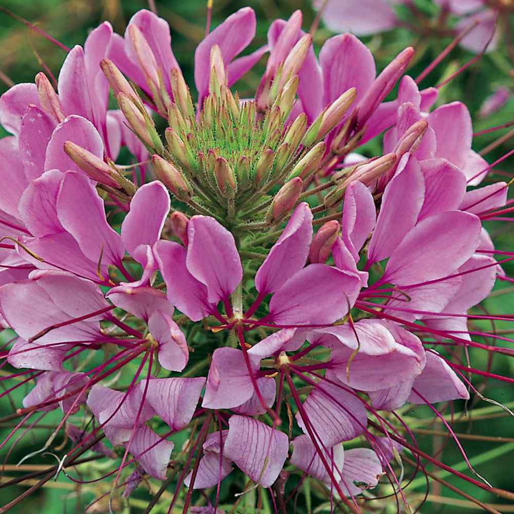Cleome Spider Plant Flower Seeds 100+ Annual PINK WHITE BLOSSOMS USA FREE S&H