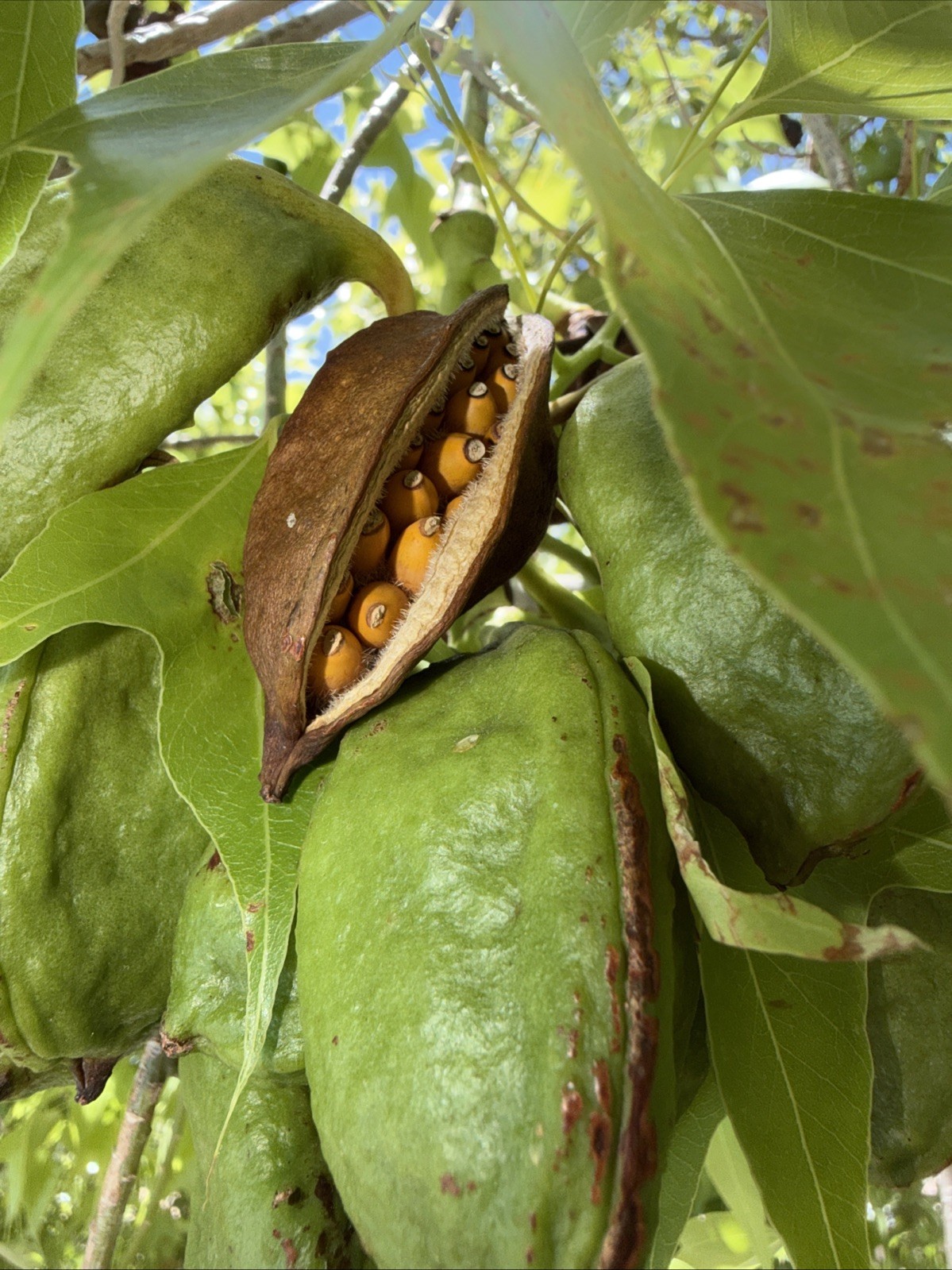 2 Kurrajong Seed pods – Brachychiton populneus – Removed From Trees 6/17/2026