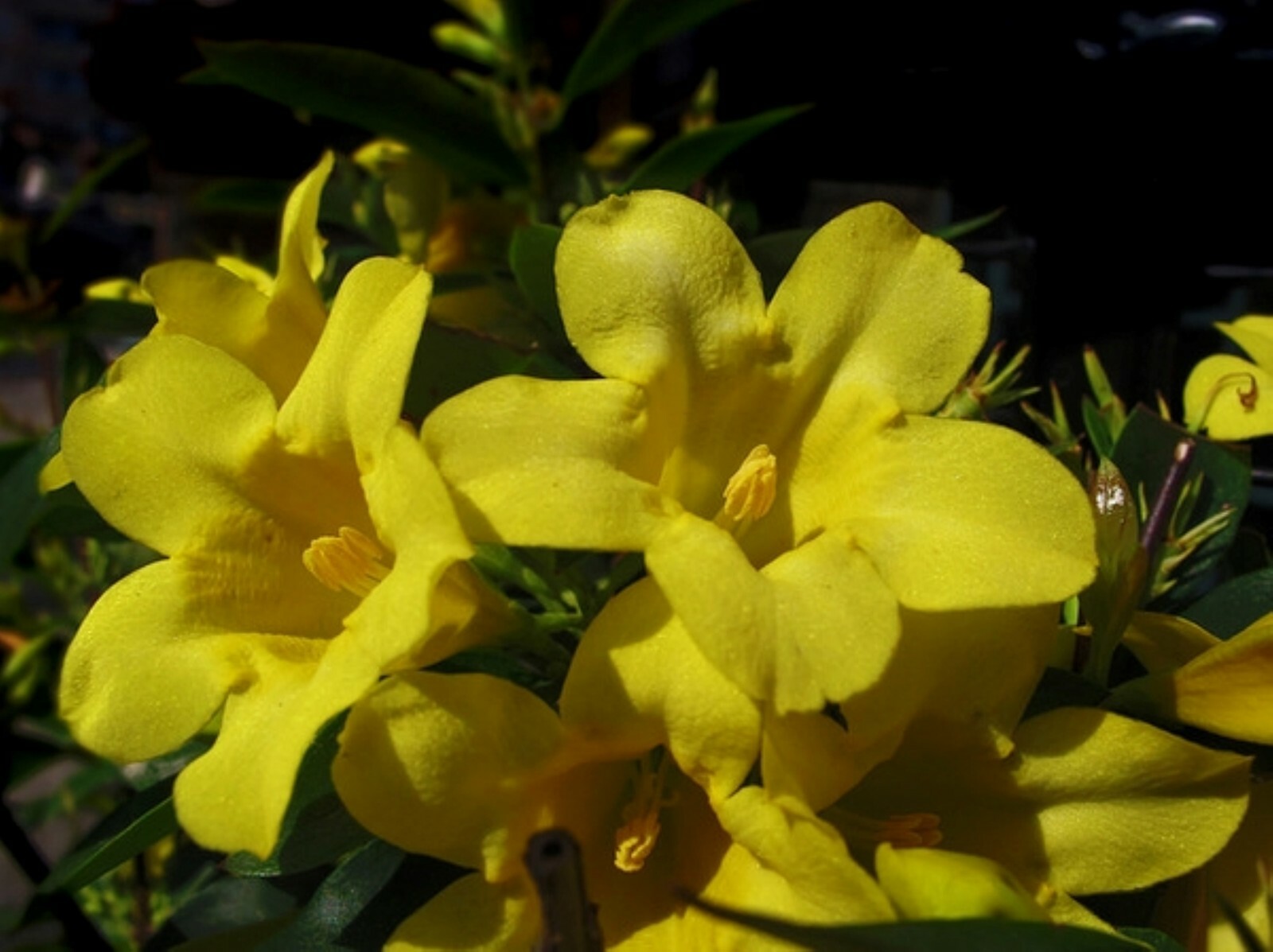 Yellow Jasmine ‘Revolutum’ (Jasminum humile) 2″ Pot Size