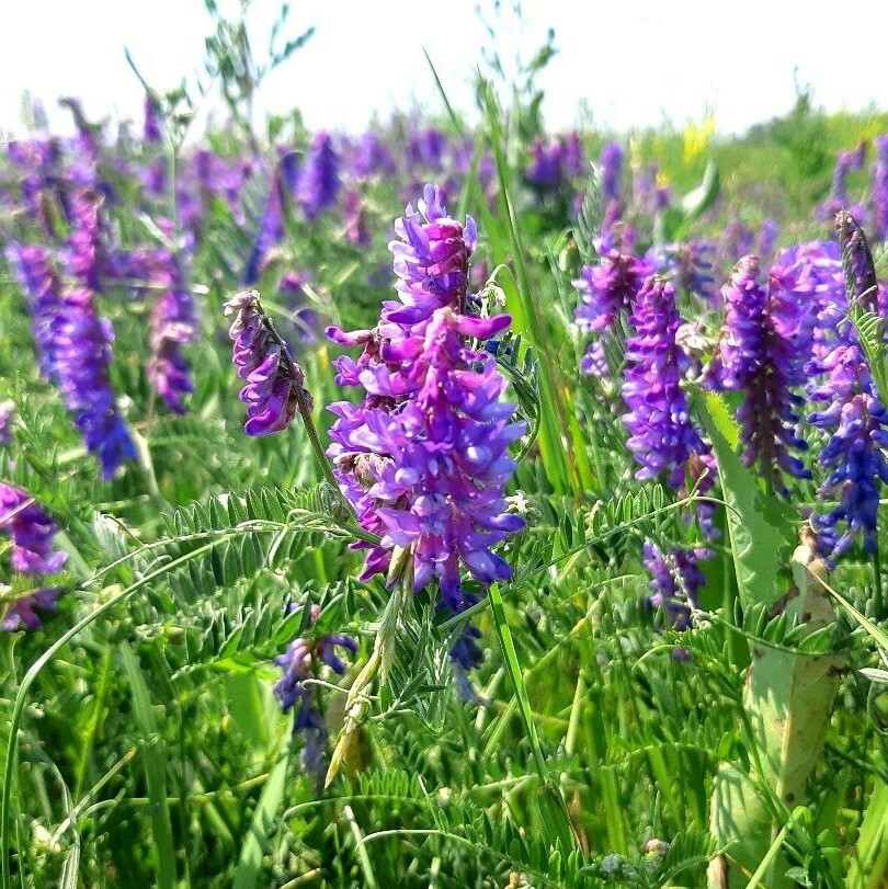 Vicia Villosa 1oz (500) Seeds, Inoculated Hairy Vetch Nitrogen Fixing Cover Crop