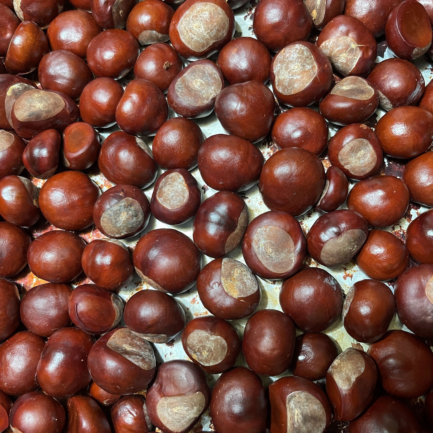 24 European Horse Chestnut Buckeye Seeds Aesculus Hippocastanum Conker Nut Tree