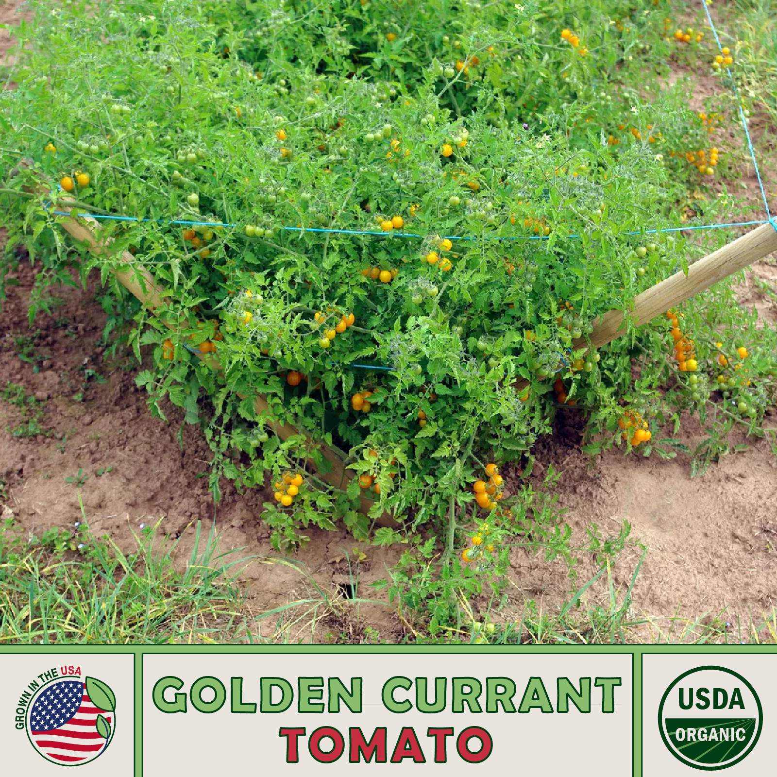 10 Golden Currant Tomato Seeds, Organic, Open-Pollinated, Non-GMO, Genuine USA