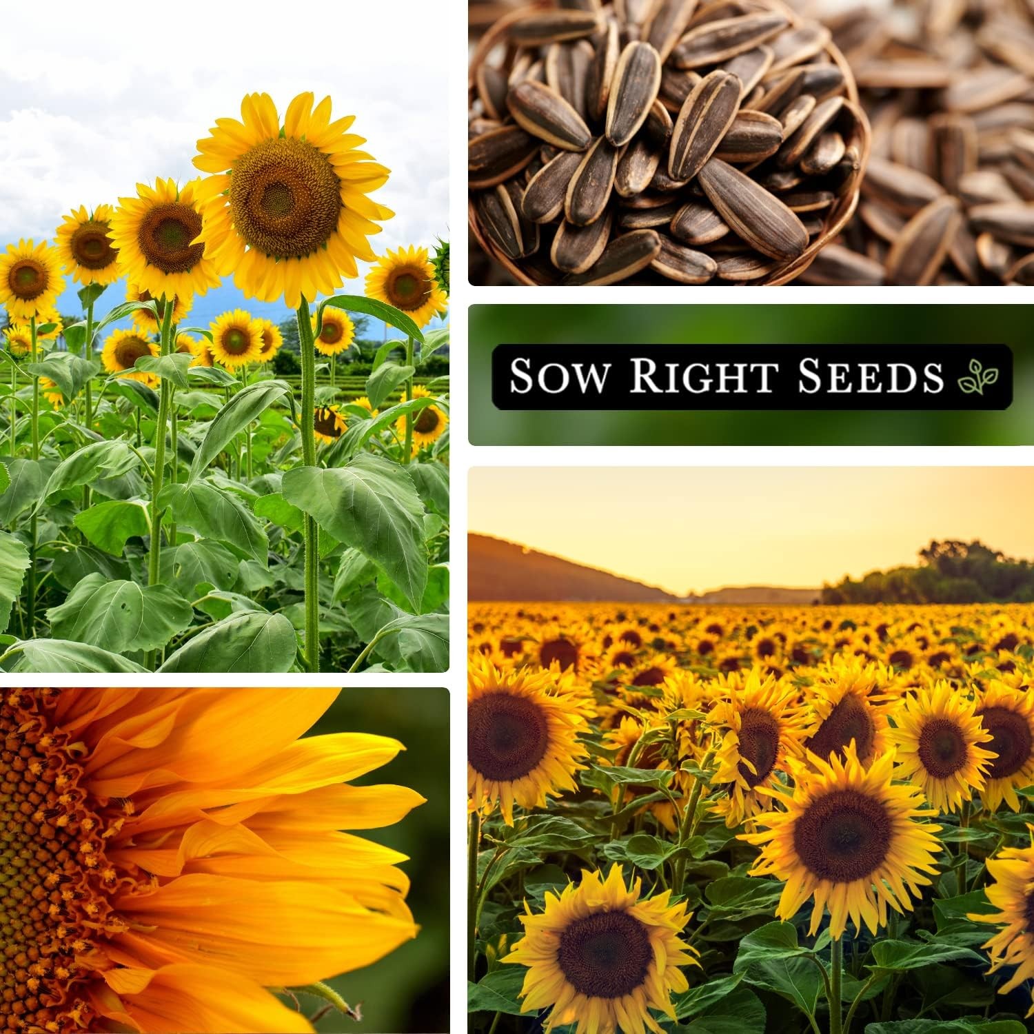 Sow Right Seeds Mammoth Sunflower Seeds to Plant Grow Giant Sunflowers in Your