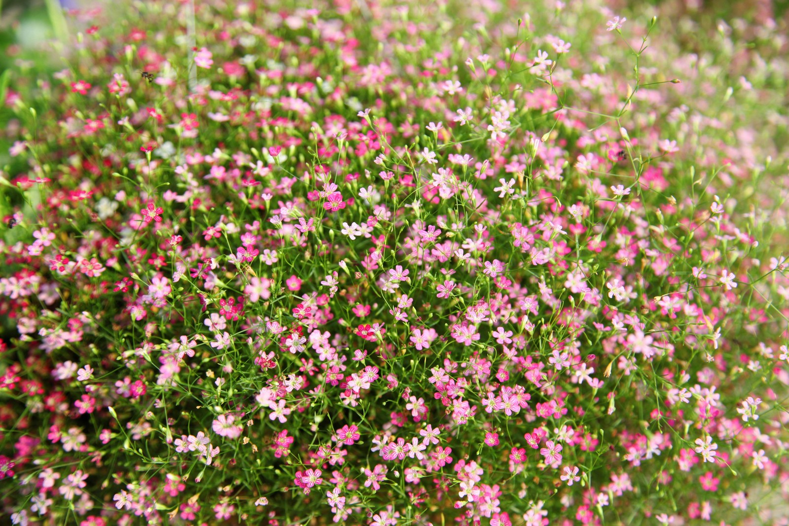 350 RED BABYS BREATH Gypsophila Elegans Baby’s Breath Flower Seeds