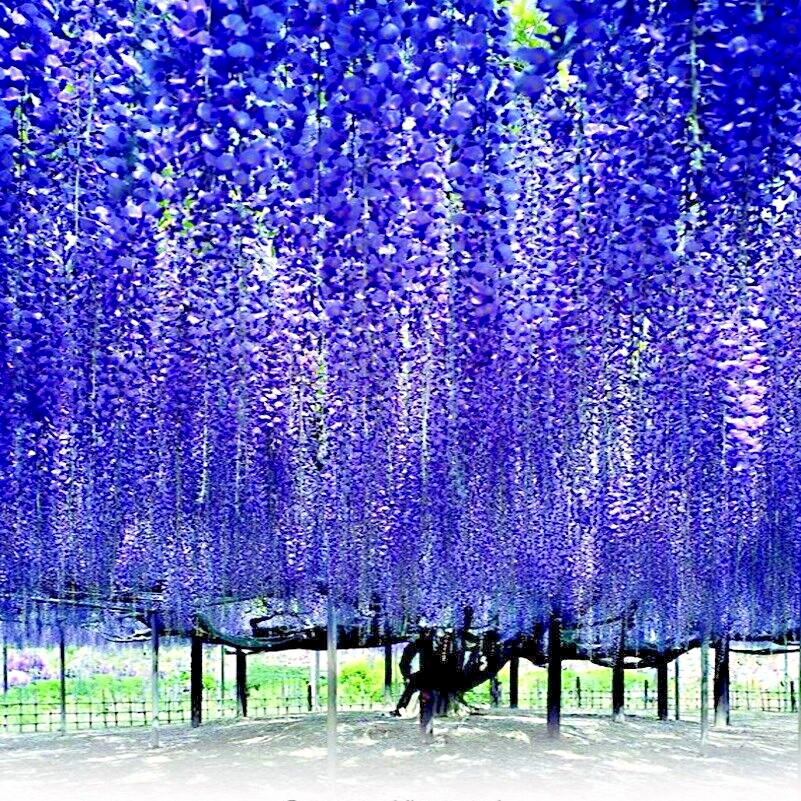 10 Chinese Blue Wisteria sinensis Tree Seeds Fast Flower Vine Hardy Bonsai Plant