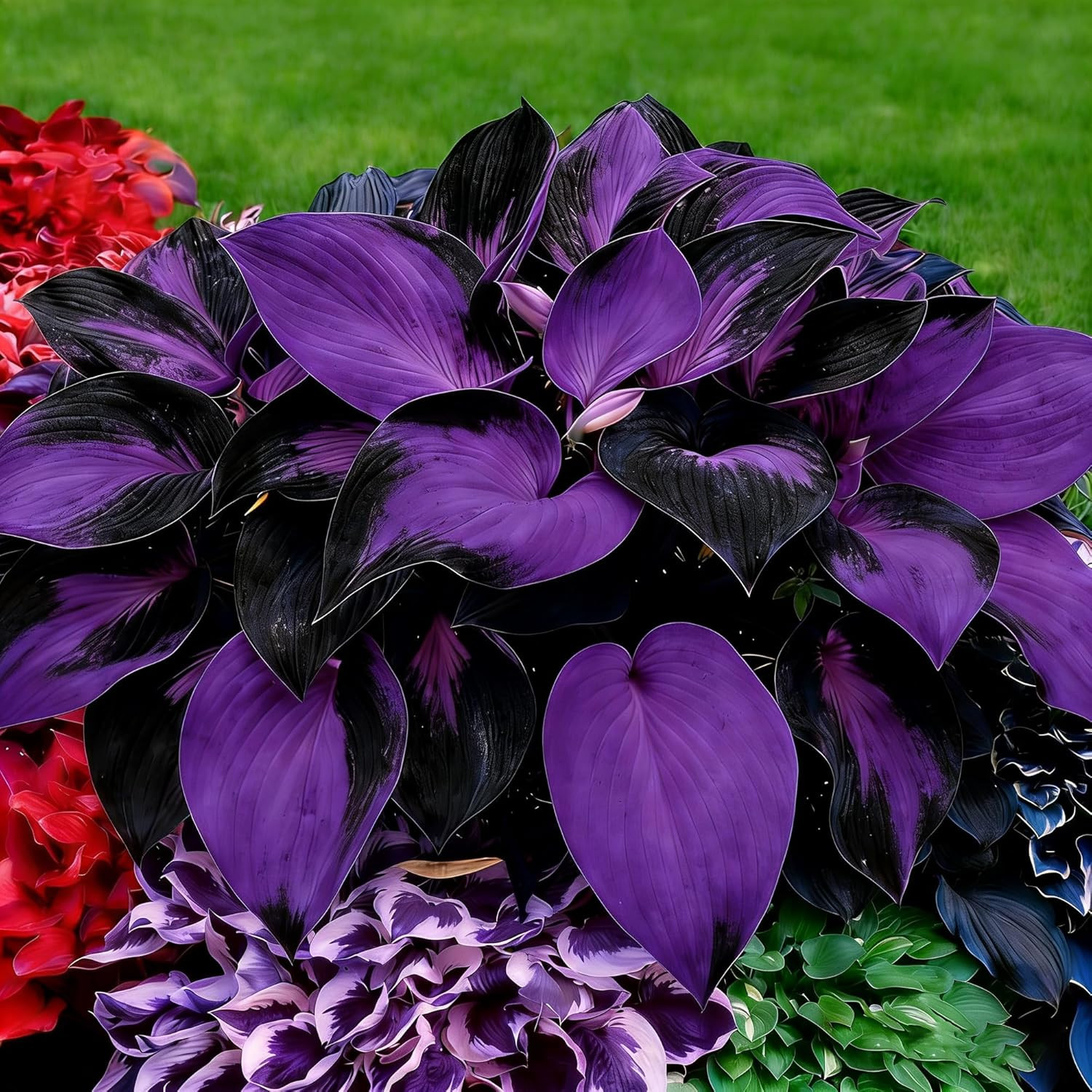 Mixrug Hosta Seeds for Planting, 200+pcs Rare Perennial Flower Mix