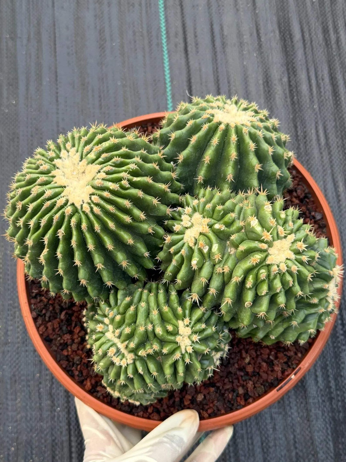 Crested Echinocactus Grusonii Inermis | Rare Short Spine Cluster Live Cactus