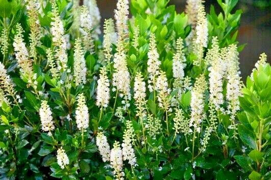30 SIXTEEN CANDLES SWEET PEPPERBUSH SEEDS – Clethra alnifolia ‘Sixteen Candles