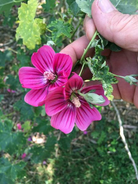 Malva arborea | Tree Mallow | Lavatera arborea | 10 Seeds