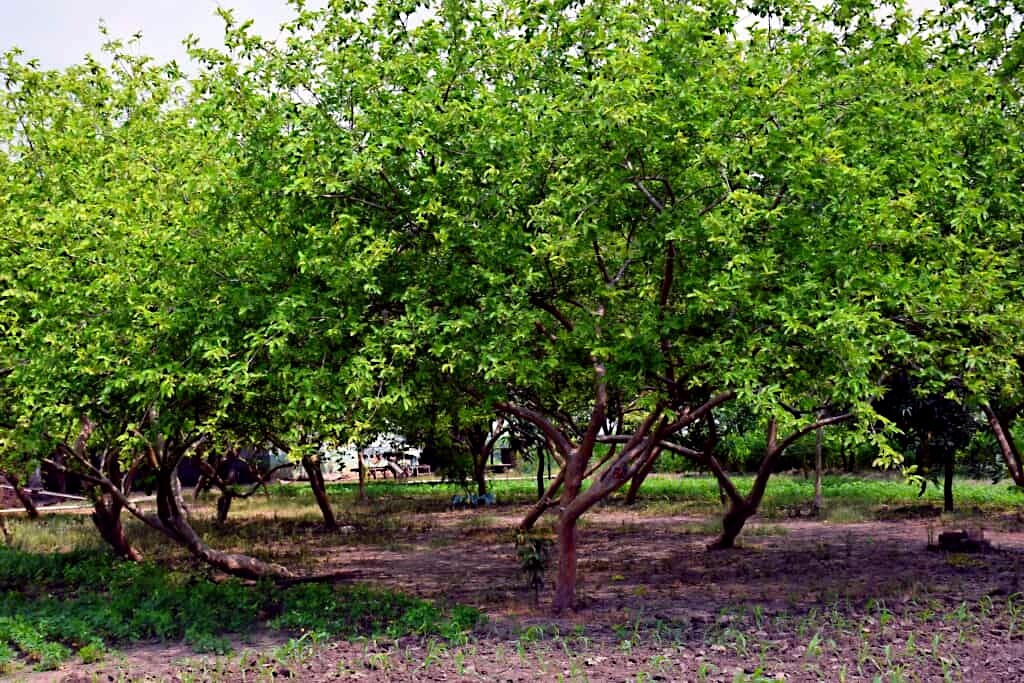 20 Lemon Apple Pink Guava Tree Fruit Seeds ‘Ruby Supreme’ Plant Psidium guajava