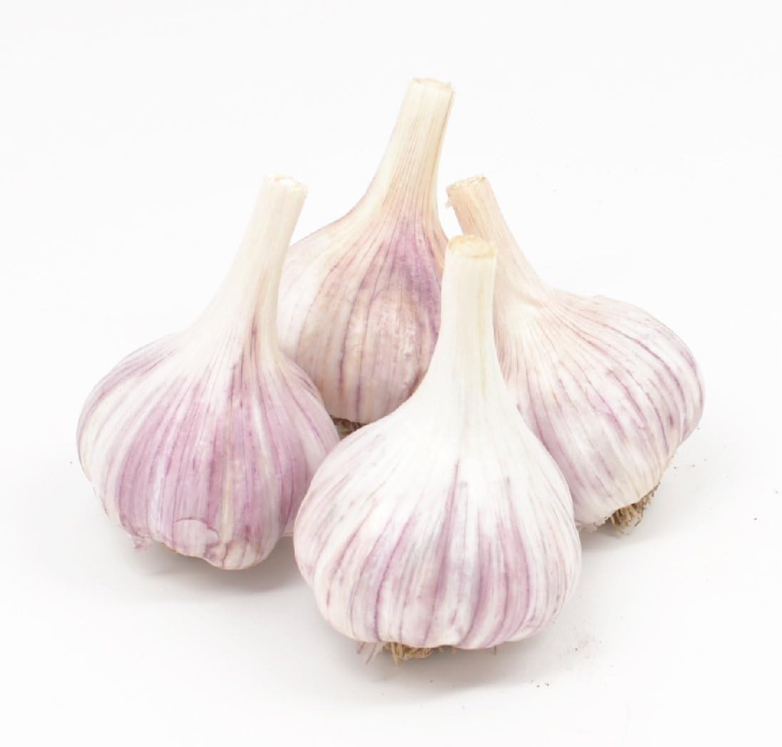 Gourmet Chesnok Red Garlic Bulbs Hard Neck – 4 Bulbs – Garlic to Plant for Fall