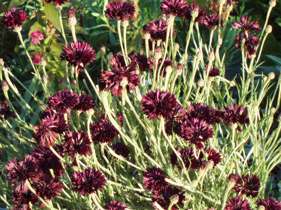 Black Ball Bachelor Button Seeds | Dark Purple Cornflower Corn Flower Seed 2024
