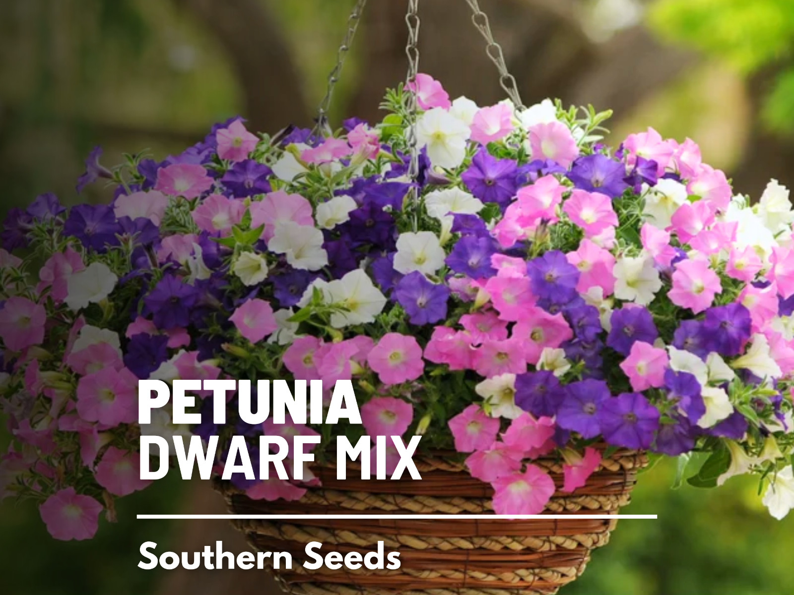 Petunia, Dwarf Mix – 250 Seeds – Beautiful flower mix (Petunia nana compacta)