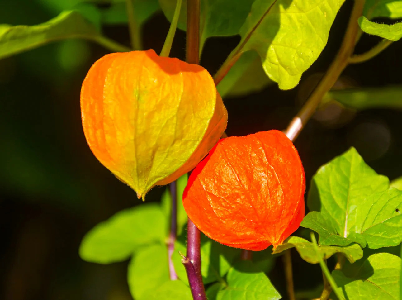 Chinese Lantern Plant Seeds | Physalis Alkekengi Ground Cherry Gooseberry 2025