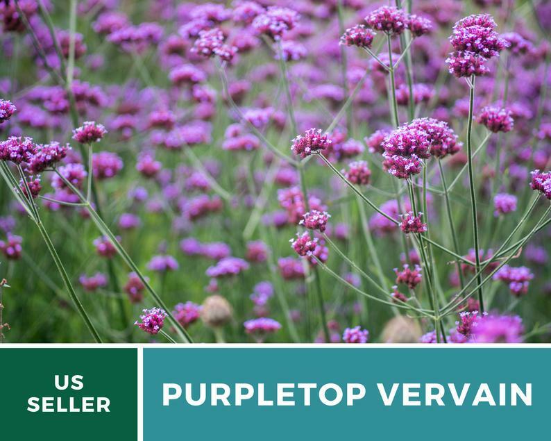 Vervain, Purpletop – 100 Seeds – Pollinator & Hummingbird Friendly