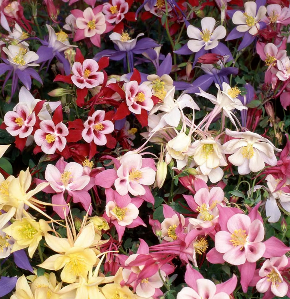 DWARF COLUMBINE MIX SEEDS 200+ perennial FLOWER mixed COLORS FREE SHIPPING