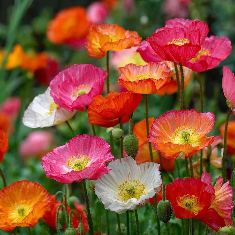 10,000+ Mixed Poppy Flower Seeds for Planting – Field Poppy Flower Seeds, Bul…
