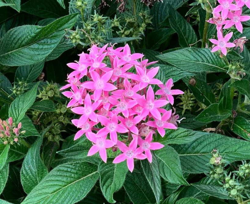 Set 2 Starburst Pentas Plant – 4-8″ Tall – Colorful Flowering Pollinator Plant
