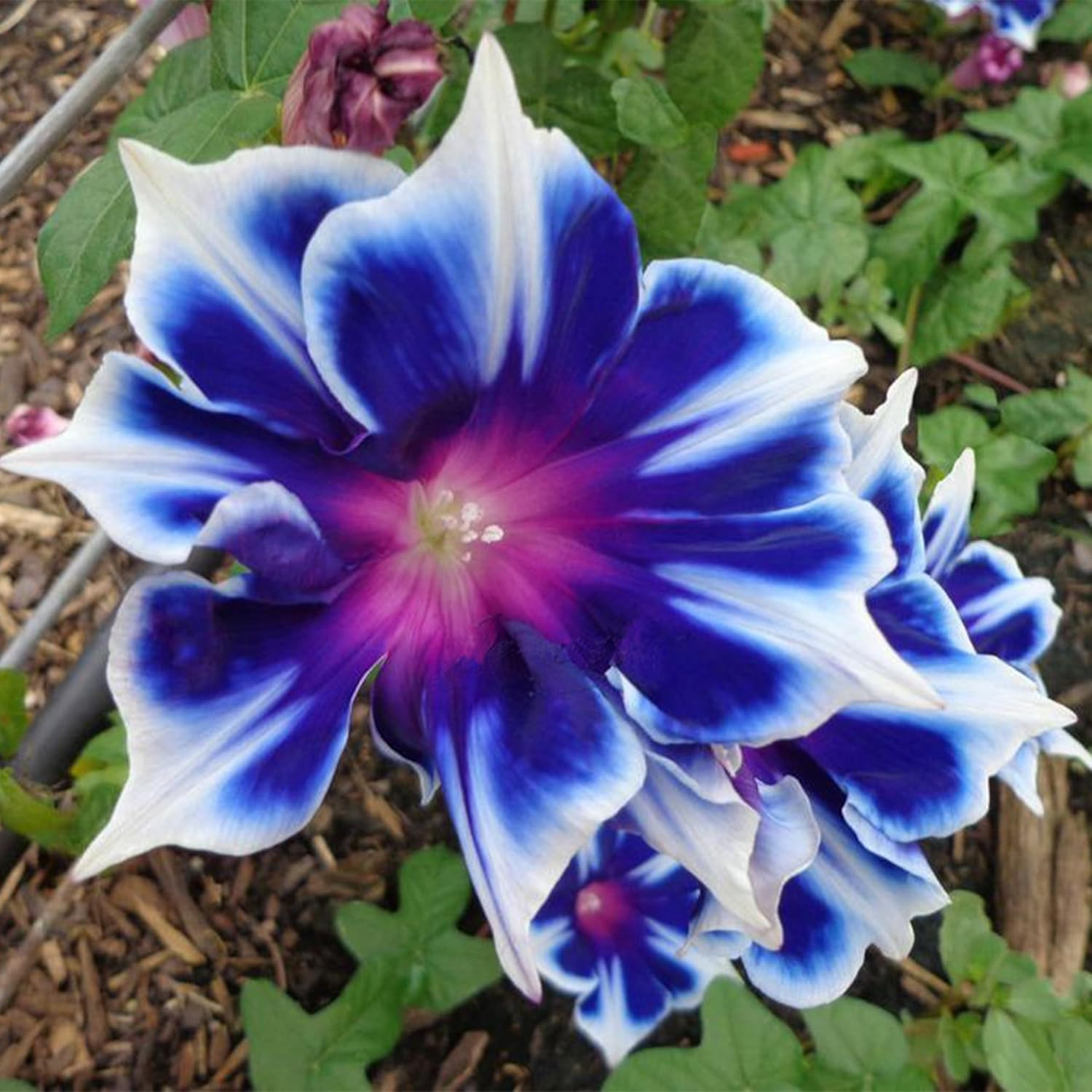 100 Blue & White Morning Glory (Ipomoea) – Perennial Flower for Planting, Clim