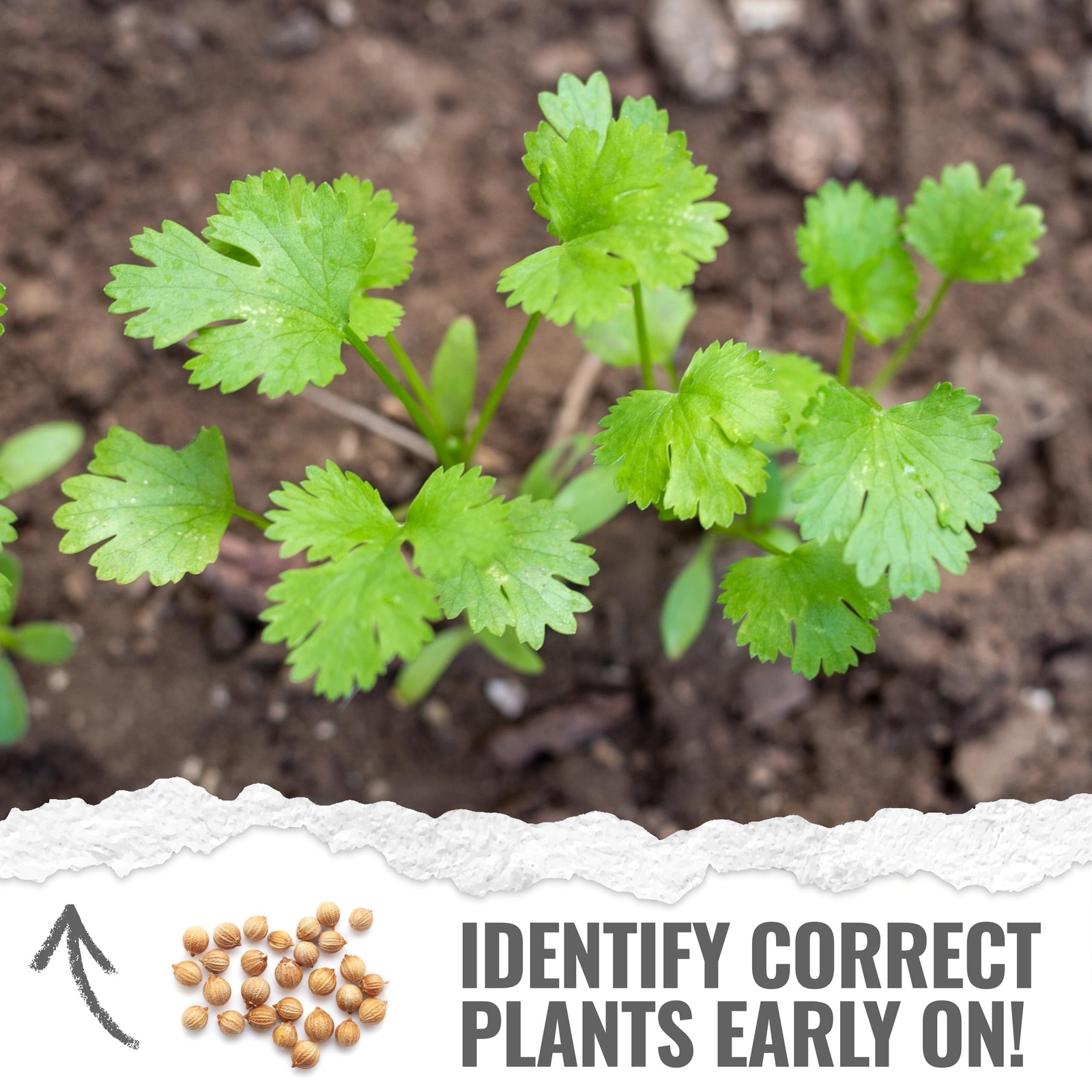 Cilantro Seeds for Planting Herb Seed | 3,500+ Non GMO Heirloom & Untreated S…