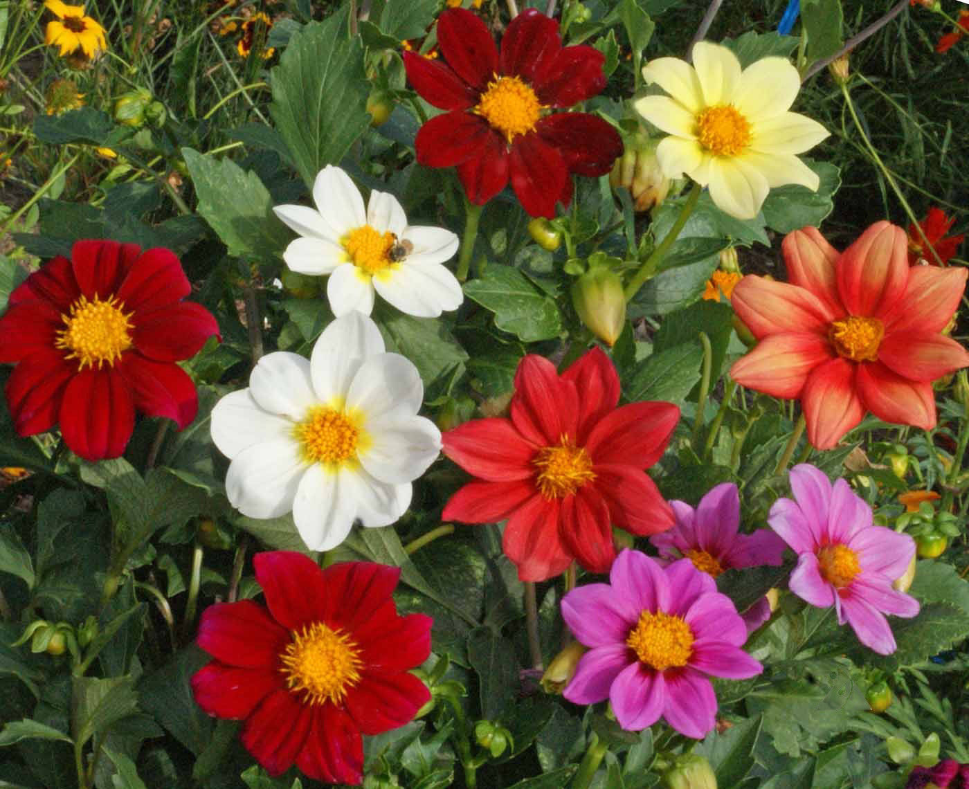 50 Dahlia Flower Seeds Variabilis Dwarf Single Mixed