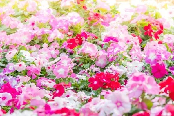 Periwinkle Flower Seeds for Planting – 1000+ Mixed Vinca Colors, Non-GMO