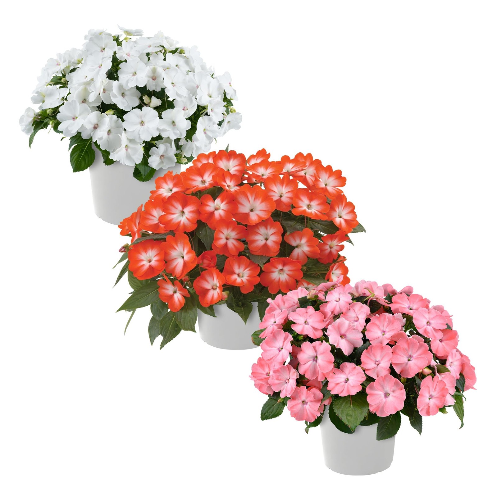 Live Flowering New Guinea Impatiens – Grower’s Choice Assorted Colors (3 Plan…