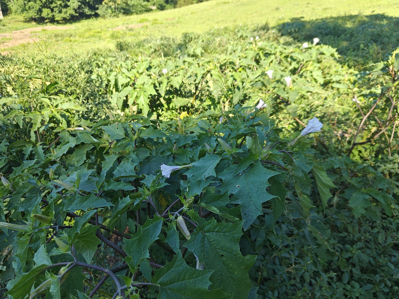 2 Grams of *wild* Jimsonweed (Datura Stramonium) Flower Seeds