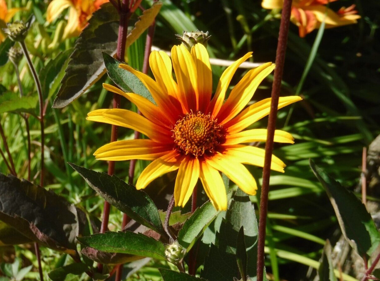 Heliopsis, Burning heart, perennial 15 seeds