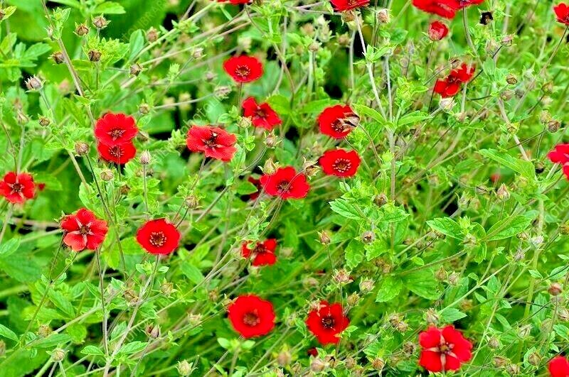 100+PONTENTILLA SCARLET CINQUEFOIL Seed Native Perennial Compact Flowering Shrub
