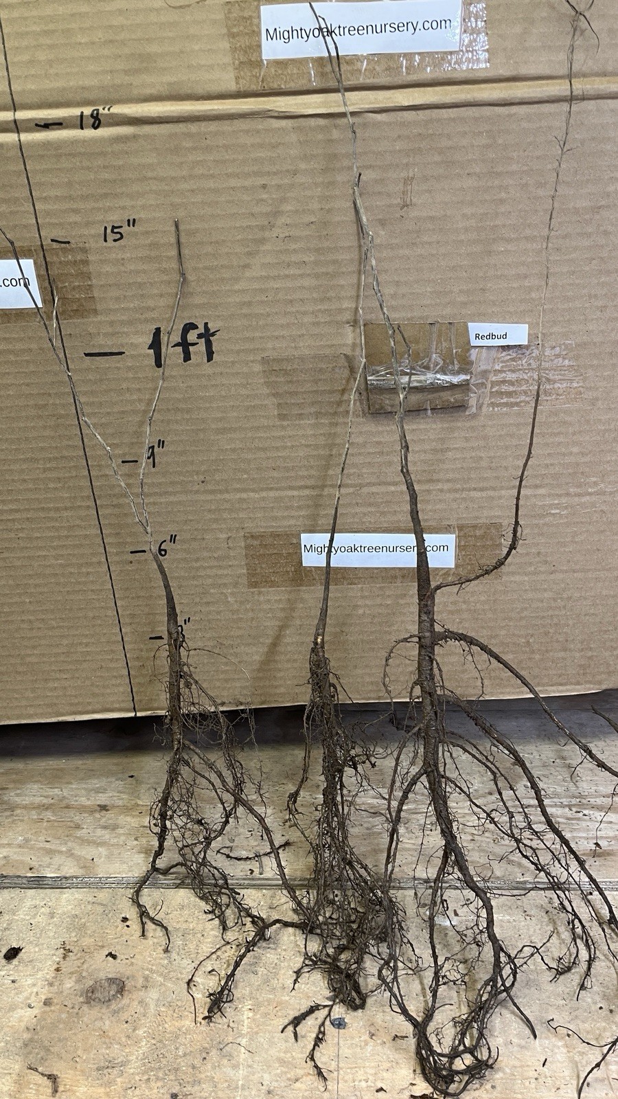 One 12-14” tall Eastern Redbud 1 year old tree (Cercis canadensis) plant
