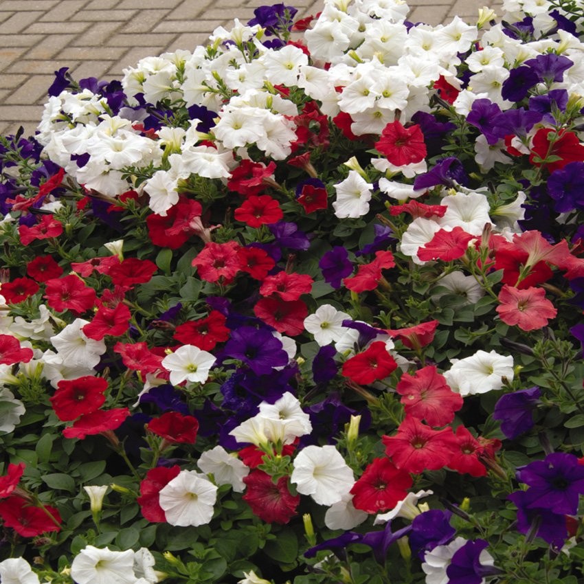 15 Seeds Spreading Petunia Seed Mix For Planting – Easy Wave Flower Seed
