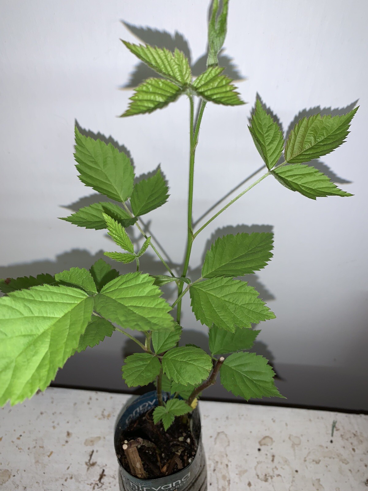 Boysenberry plant, 6-12″ tall, 1 year old well rooted plant.