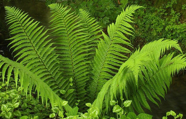 LADY FERNS 20 rhizomes Athyriun filix-femina