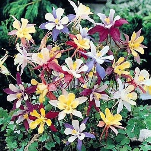 McKana Giant Columbine Seeds – Colorful Perennial for Garden Beauty & Wildlife