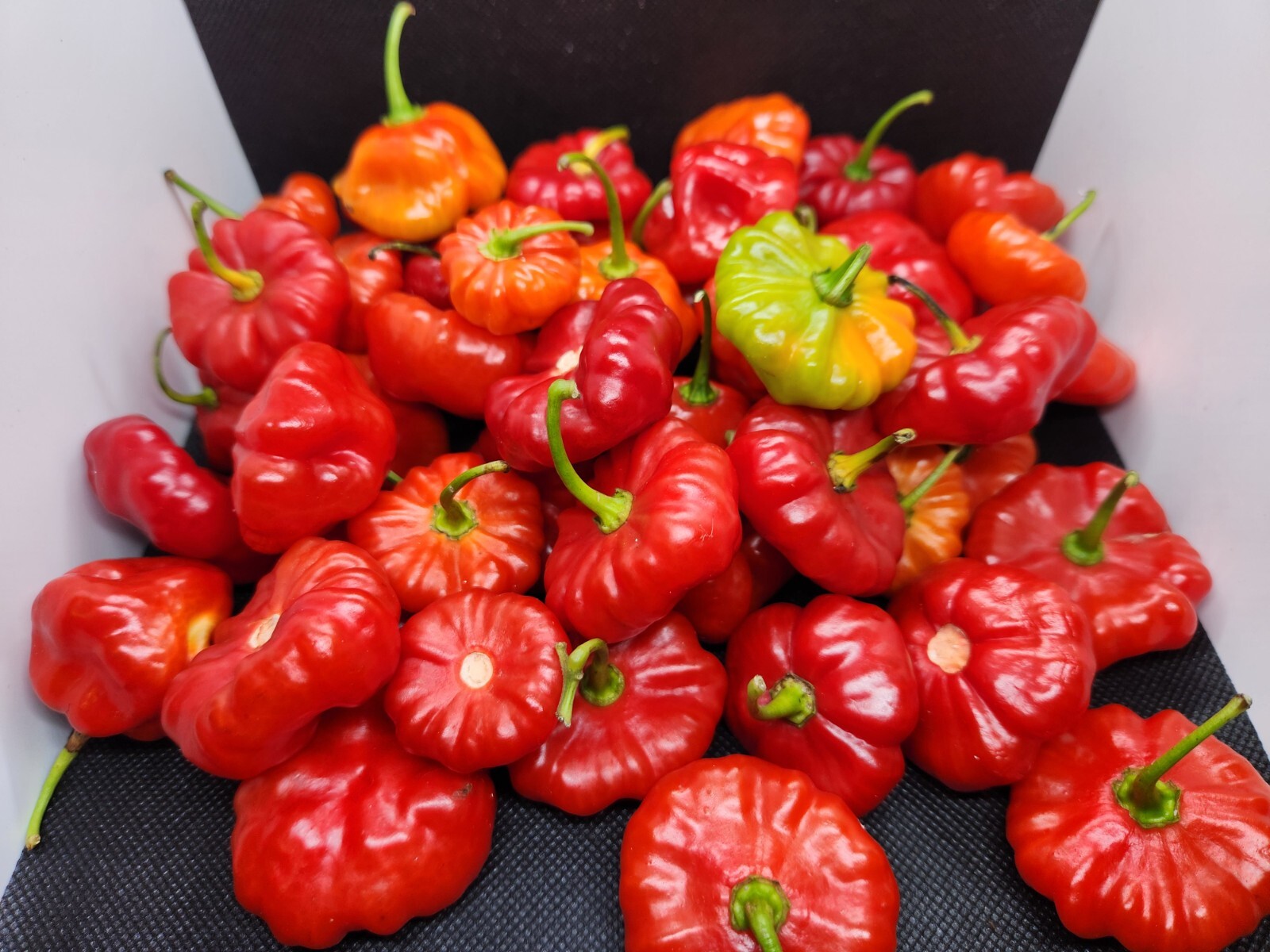 Seeds from Puerto Rico, Organic, NON-GMO, Sofrito, garden, hydroponic, aji dulce