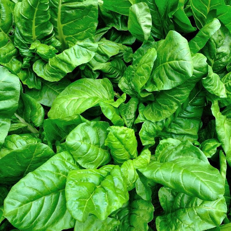 100 VIROFLAY SPINACH SEEDS NON-GMO FRESH FOR GARDENS