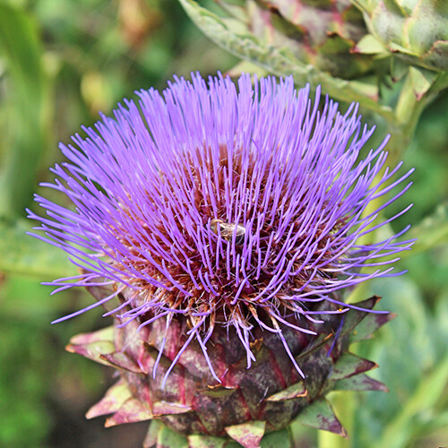 Cardoon Seeds | Heirloom – Non-GMO | Free Shipping | Herb Seeds | 1292