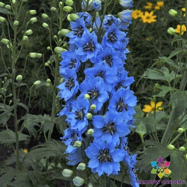 200+ Moonlight Blues Delphinium Seeds for Garden Planting – USA – FREE SHIPPING!