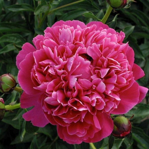 1 – RED KANSAS Double Peony Live Perennial Flower Bulb Root Plant / VIVID COLOR