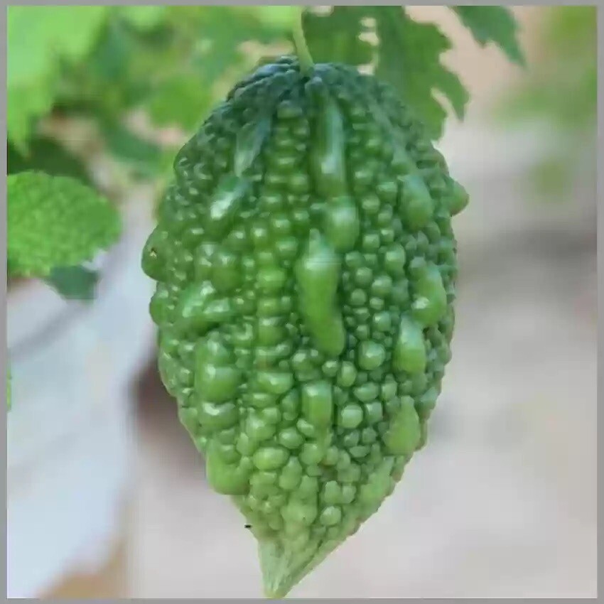 Set Of West India Burr Gherkin 100 Seeds And Indira Mini Bitter Melon 10 Seeds