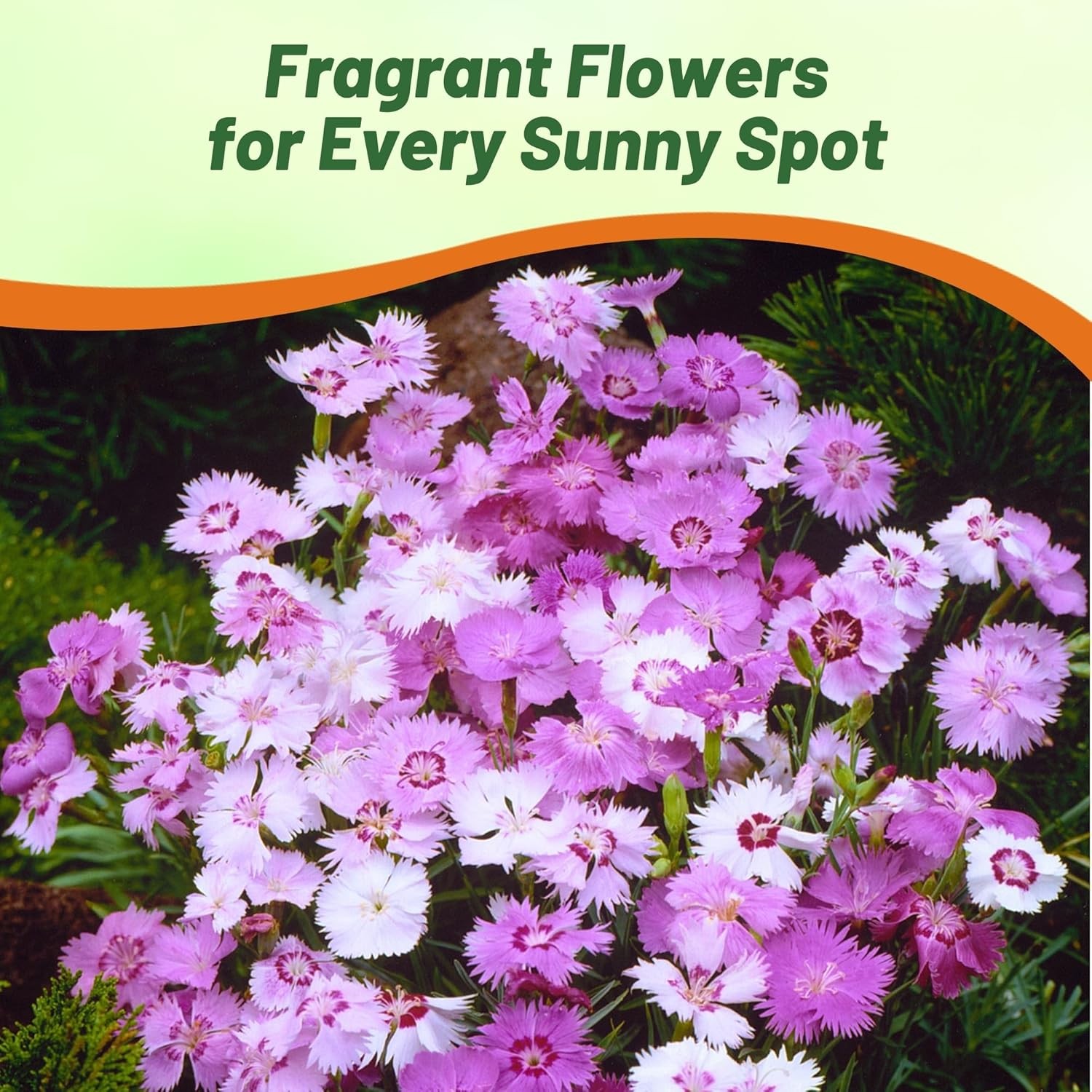 50 Seeds Dianthus Seed – Dianthus Plumarius Sweetness Ground Cover Seeds