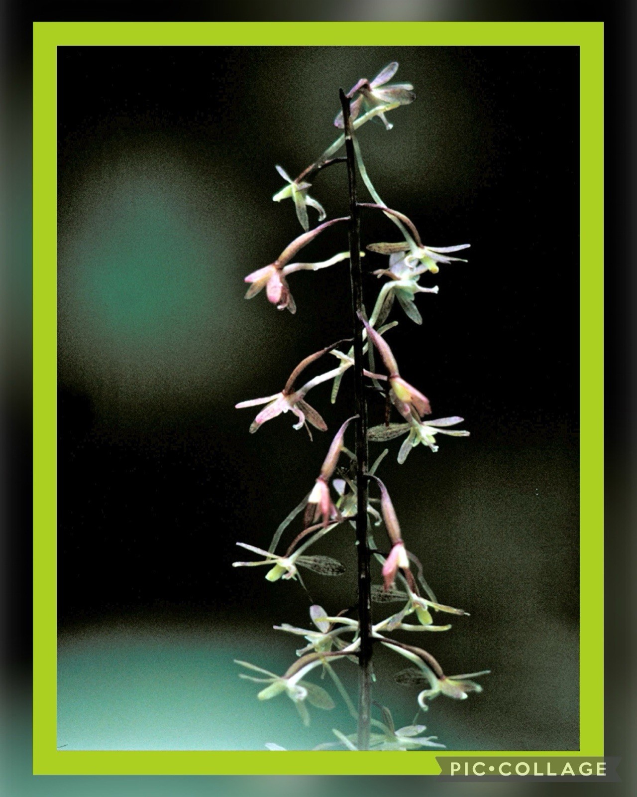 👒 20 Cranefly Orchid~Cripple Crane~Native Plant, ~ Organic~ WILDFLOWERS