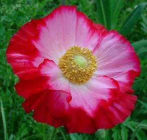 Papaver Shirley Red 1,000 seeds