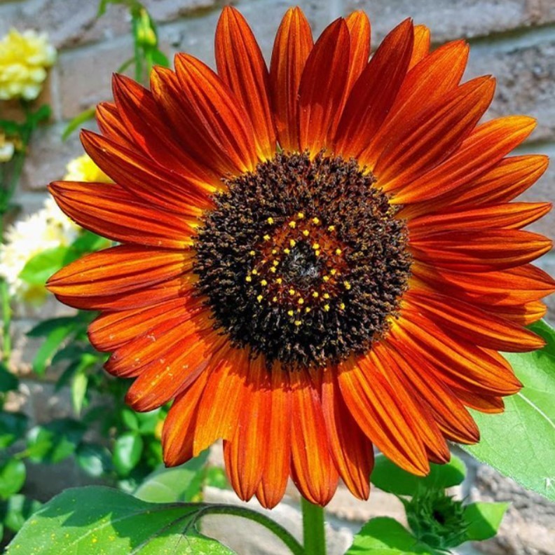 Earthwalker Sunflower – Pack 25 Seeds – Annual Vibrant Blooms Flower