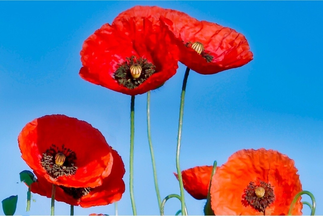 8000 Red Papaver Rhoeas Seeds Poppy Heirloom Rare Poppies Himalayan Meconopsis