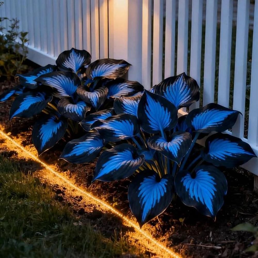 Mixrug 220+ Hosta Seeds Blue Perennial for Planting,Hosta Seeds Blue and Blac…
