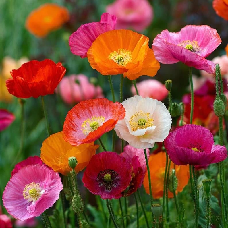 10,000+ Mixed Poppy Flower Seeds for Planting – Field Poppy Flower Seeds, Bul…