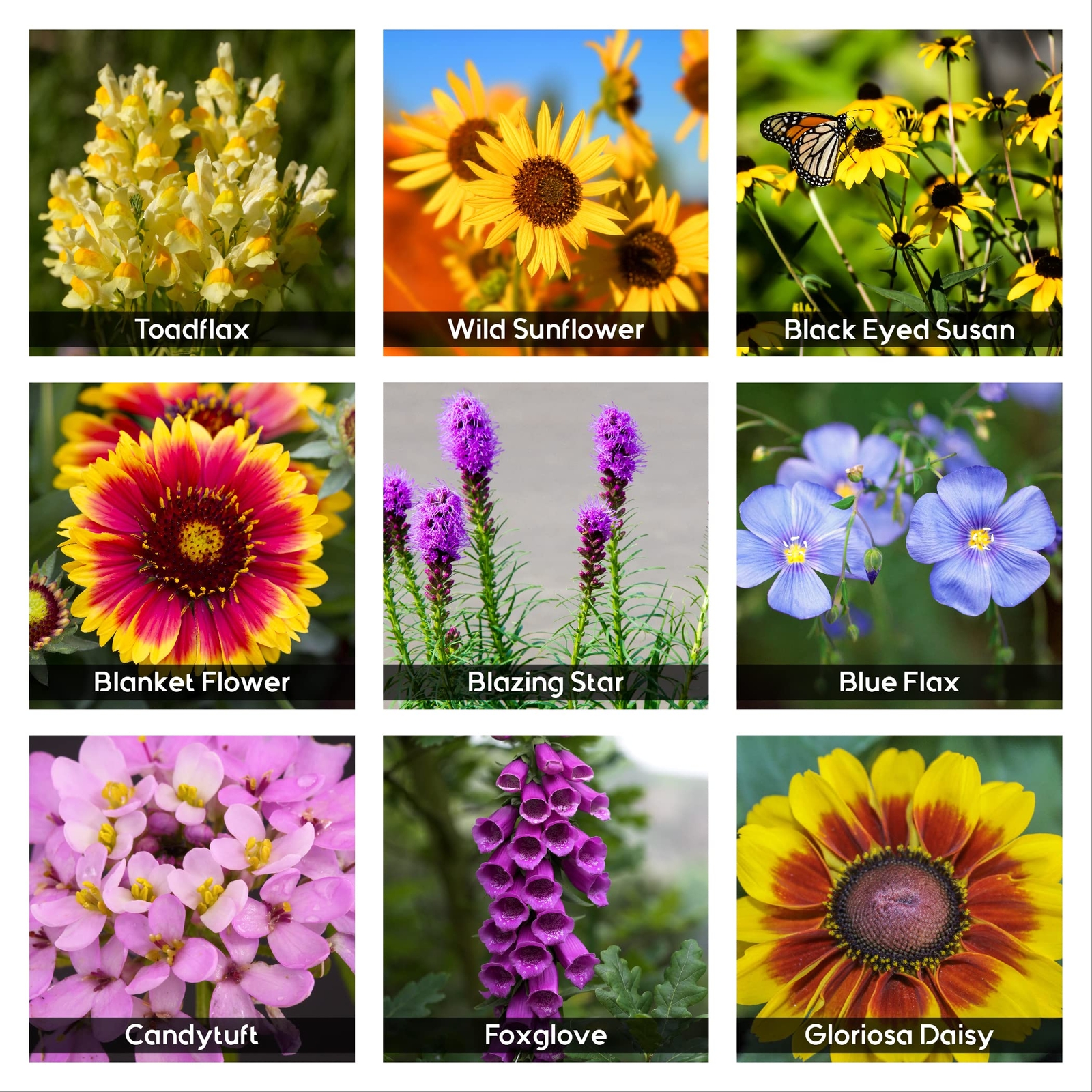 85,000 Wildflower Seeds, 35 Varietiey Wild Flowers Bulk Flower Seeds – 2 Ounces